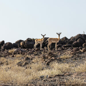 WONDERS OF OUR LOVE, Beauty of wildlife by Camille Massida Photography